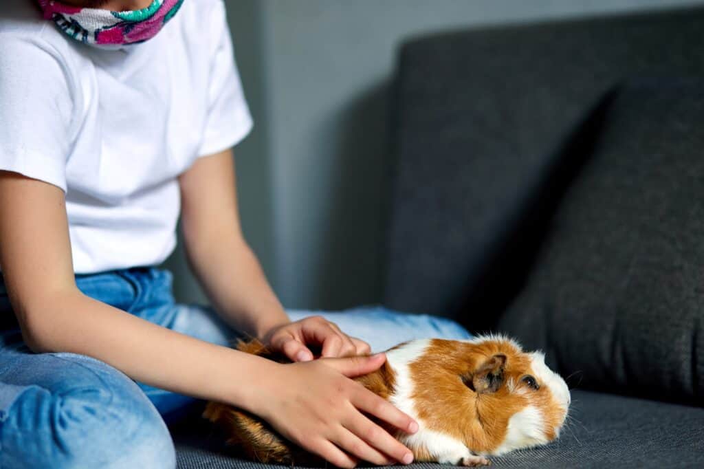 Cropped image of a girl and her Guinea pig on the sofa